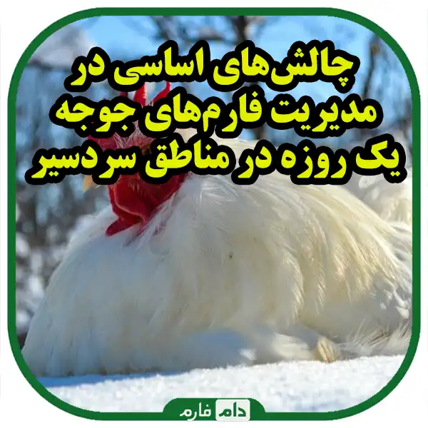 Successful-management-of-day-old-chicken-farms-in-cold-regions