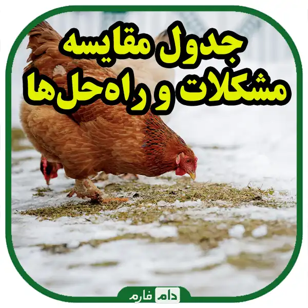 Successful-management-of-day-old-chicken-farms-in-cold-regions