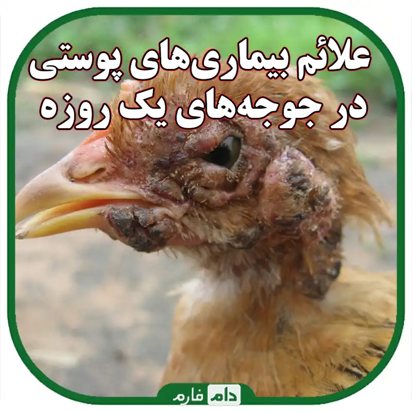 علائم_بیماری_های_پوستی_در_جوجه_های_یک_روزه