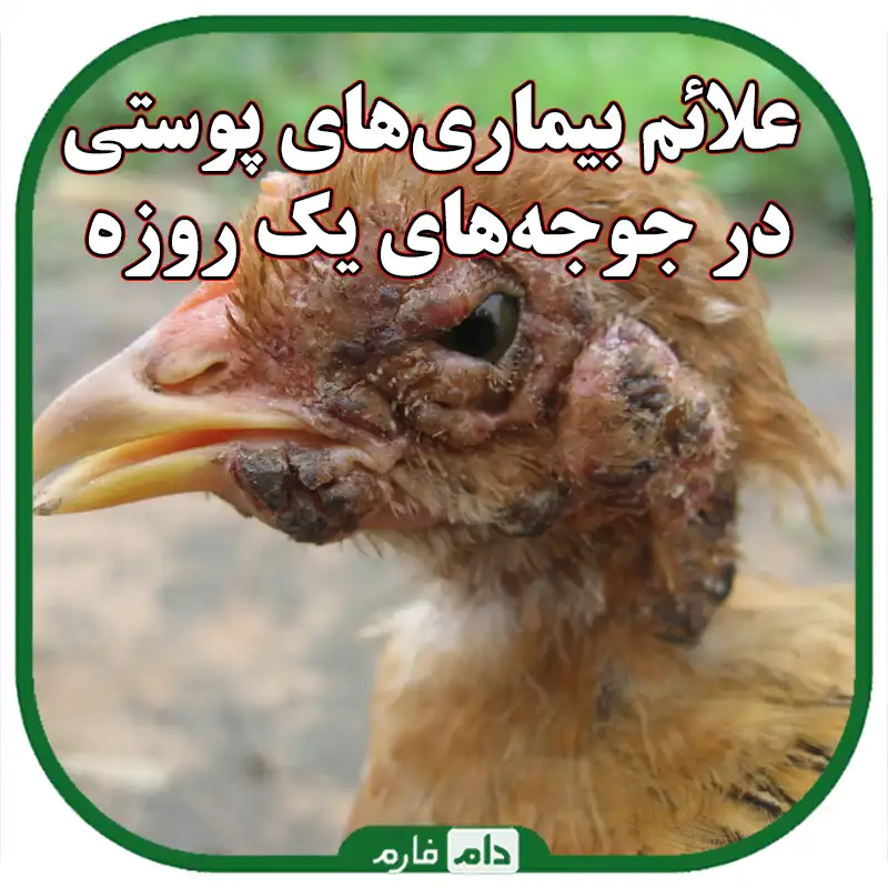 علائم_بیماری_های_پوستی_در_جوجه_های_یک_روزه