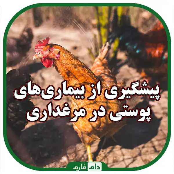 Symptoms-of-skin-diseases-in-day-old-chicks