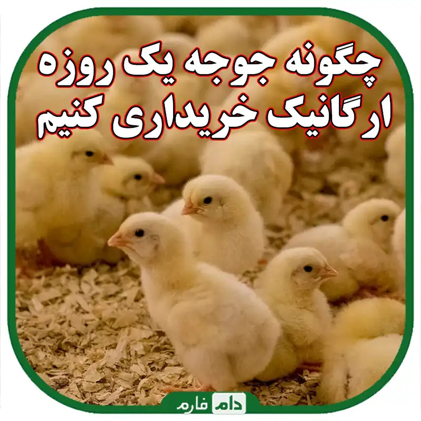 چگونه_جوجه_یک_روزه_ارگانیک_خریداری_کنیم