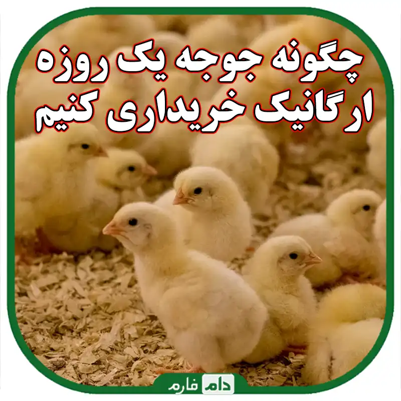 چگونه_جوجه_یک_روزه_ارگانیک_خریداری_کنیم