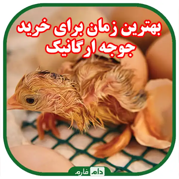 How-to-buy-organic-day-old-chicks