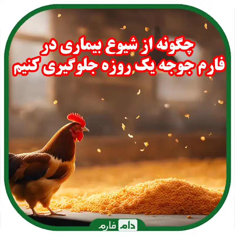 چگونه_از_شیوع_بیماری_در_فارم_جوجه_یک_روزه_جلوگیری_کنیم