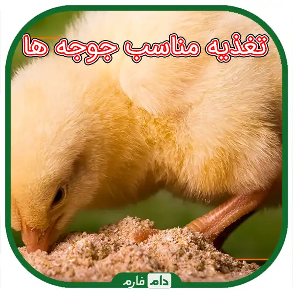 How-to-prevent-the-disease-of-one-day-old-chicks