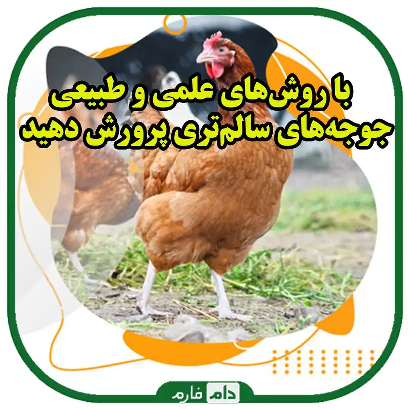چگونه_از_داروهای_استرس‌زا_برای_جوجه_یک_روزه_جلوگیری_کنیم