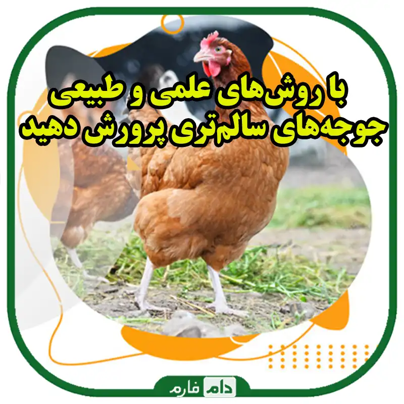 چگونه_از_داروهای_استرس‌زا_برای_جوجه_یک_روزه_جلوگیری_کنیم