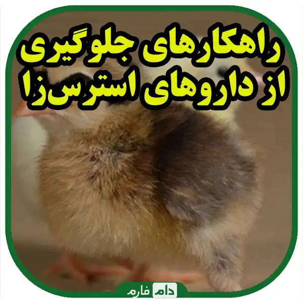 How-to-avoid-stress-medication-for-day-old-chicks