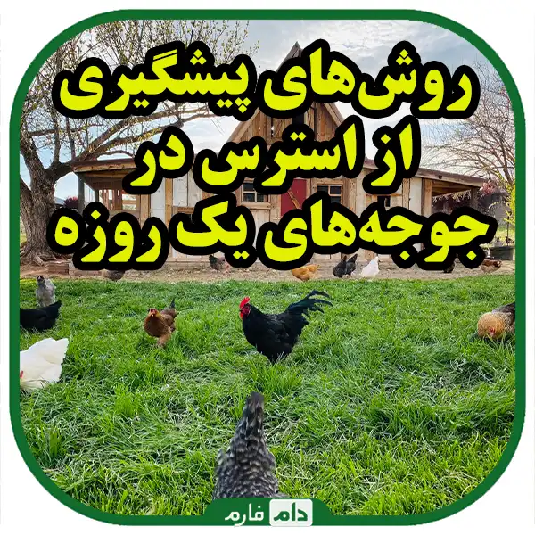 How-to-avoid-stress-medication-for-day-old-chicks