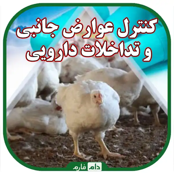 Acquaintance-with-new-drugs-for-the-treatment-of-day-old-chicken-diseases