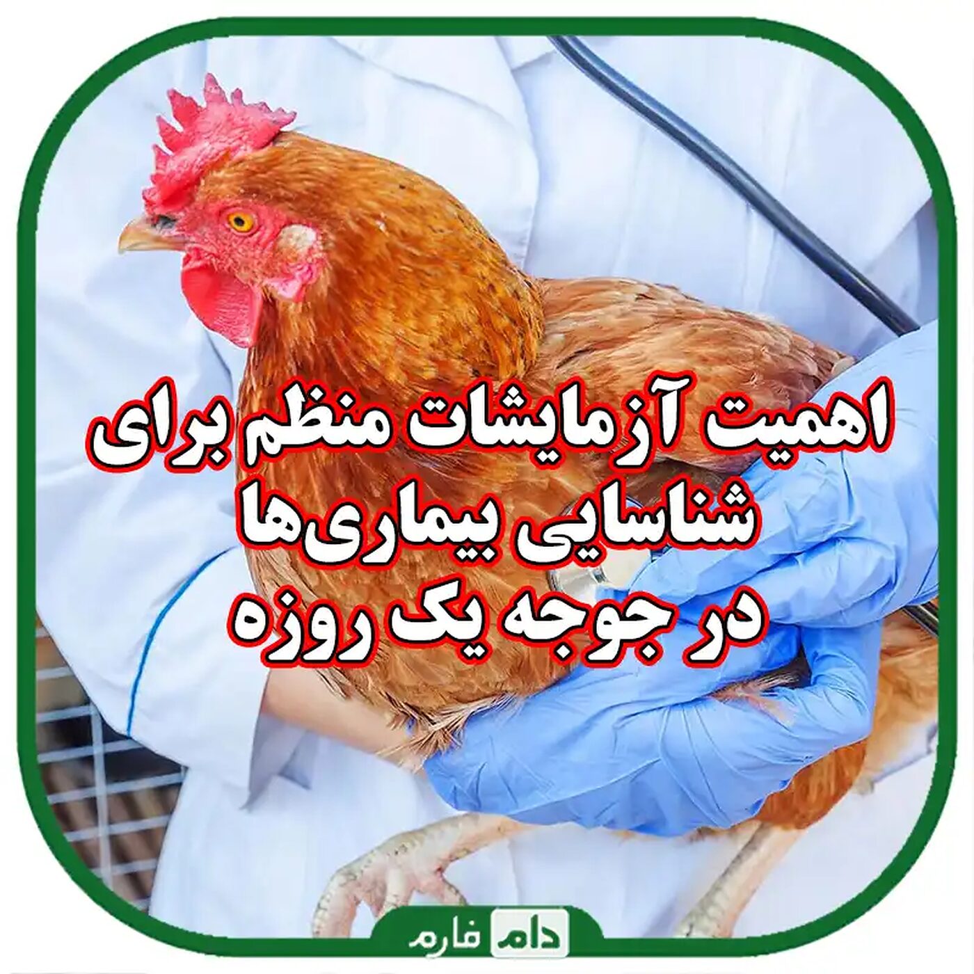 اهمیت_آزمایشات_منظم_برای_شناسایی_بیماری‌ها_در_جوجه_یک_روزه