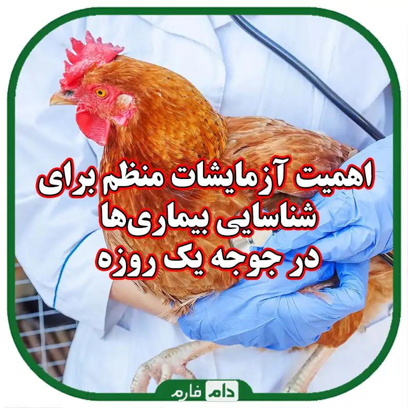 اهمیت_آزمایشات_منظم_برای_شناسایی_بیماری‌ها_در_جوجه_یک_روزه