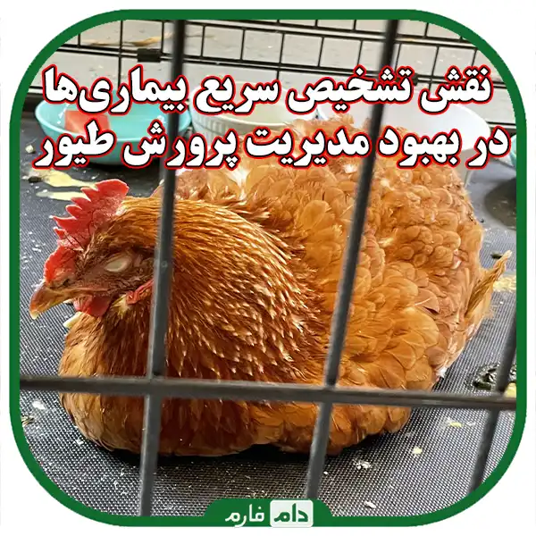 The-importance-of-regular-tests-to-identify-diseases-in-day-old-chicks