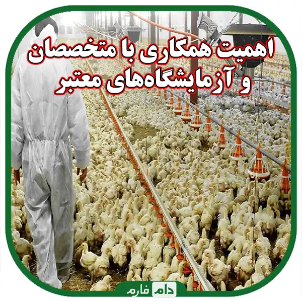 The-importance-of-regular-tests-to-identify-diseases-in-day-old-chicks