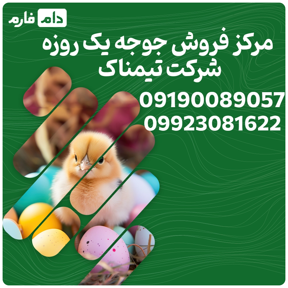 مرکز_فروش_جوجه_یک_روزه_شرکت_تیمناک09190089057