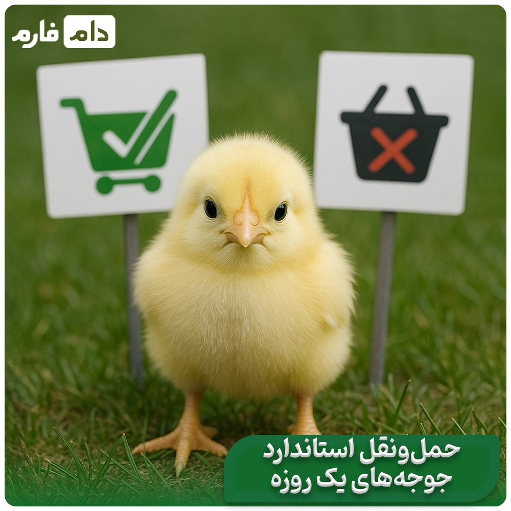 Timnak-Company's-one-day-chick-sales-center