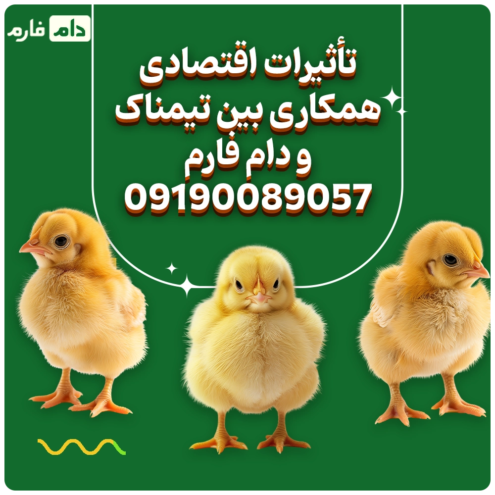 Timnak-Company's-one-day-chick-sales-center