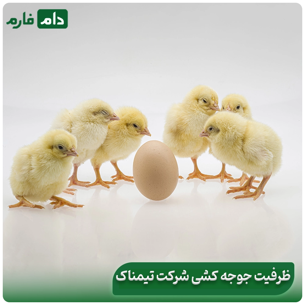 Timnak-Company's-one-day-chick-sales-center