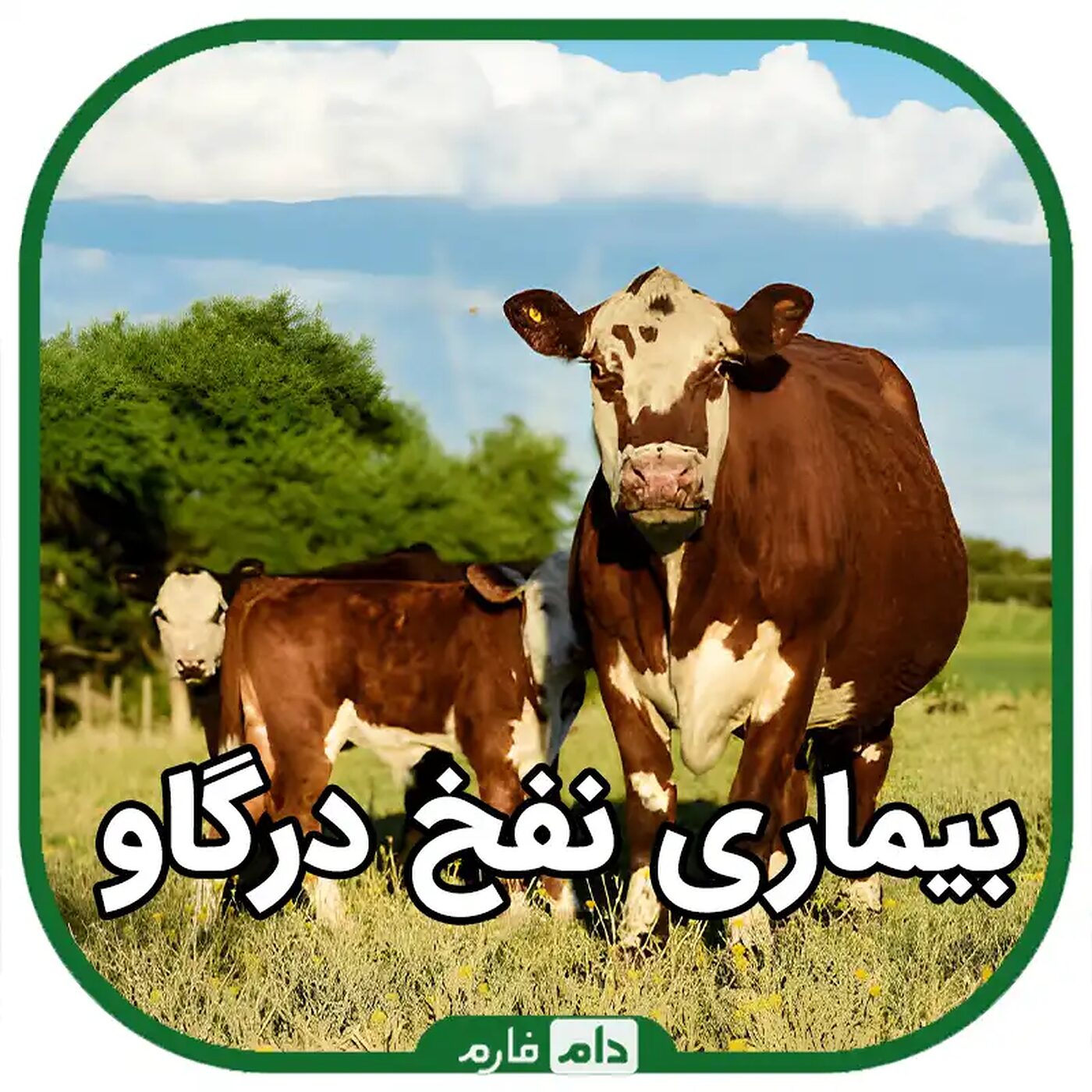 بیماری_نفخ_در_گاو