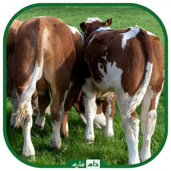 Flatulence-disease-in-cattle