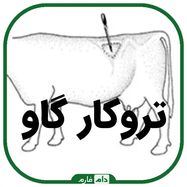 Flatulence-disease-in-cattle