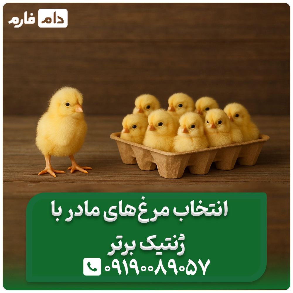 Selling-one-day-old-chickens-from-Mehr-Gonbad-poultry-