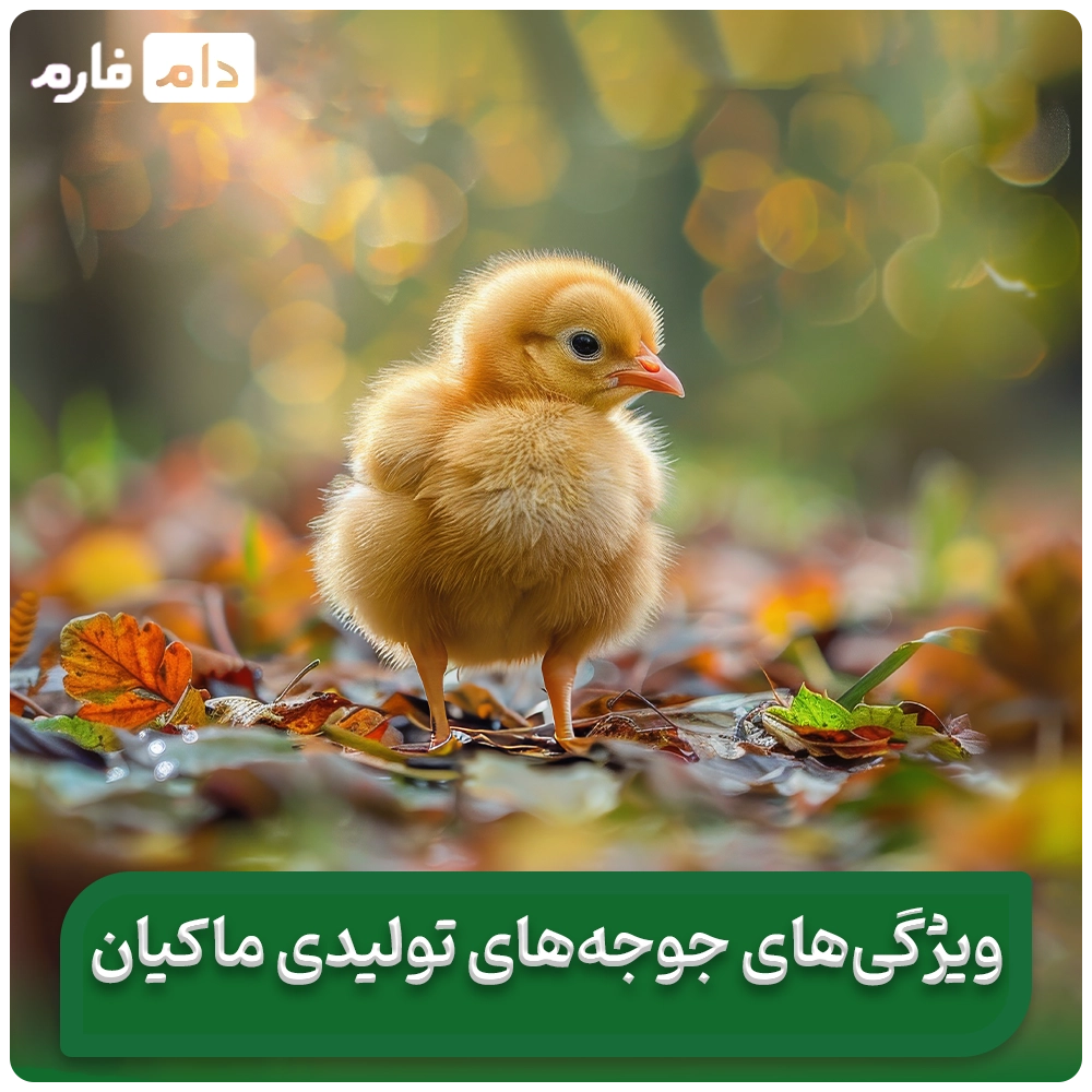 Selling-one-day-old-chickens-from-Mehr-Gonbad-poultry-