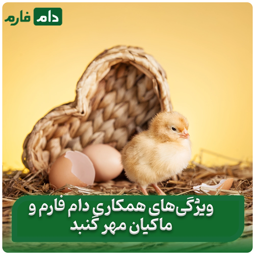 Selling-one-day-old-chickens-from-Mehr-Gonbad-poultry-