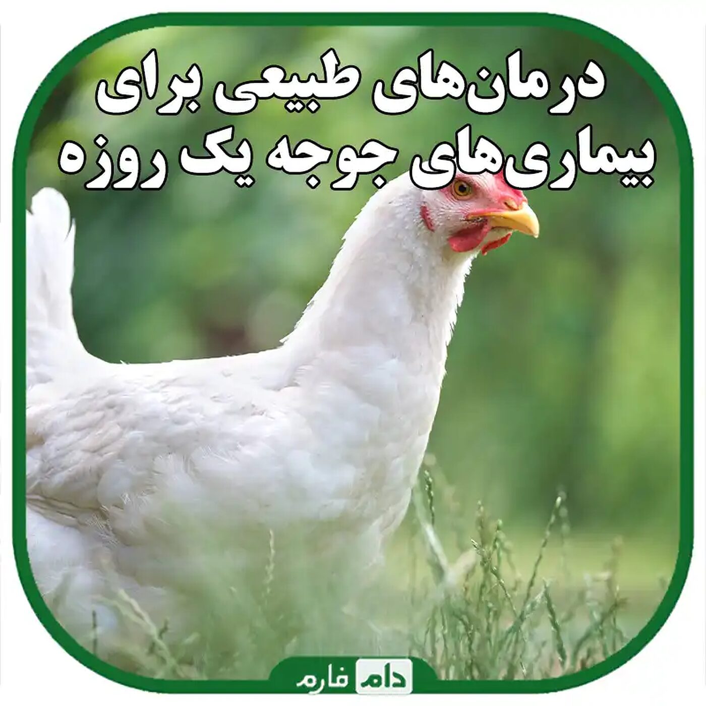 درمان‌های_طبیعی_برای_بیماری‌های_جوجه_یک_روزه