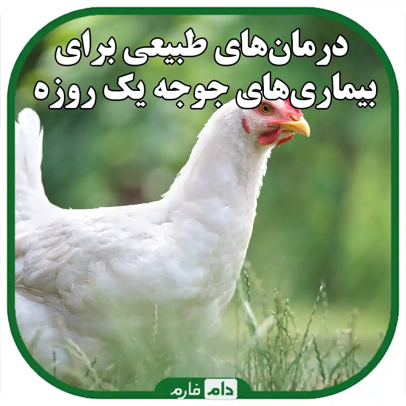 درمان‌های_طبیعی_برای_بیماری‌های_جوجه_یک_روزه