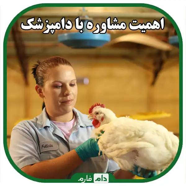 Natural-remedies-for-day-old-chicken-diseases