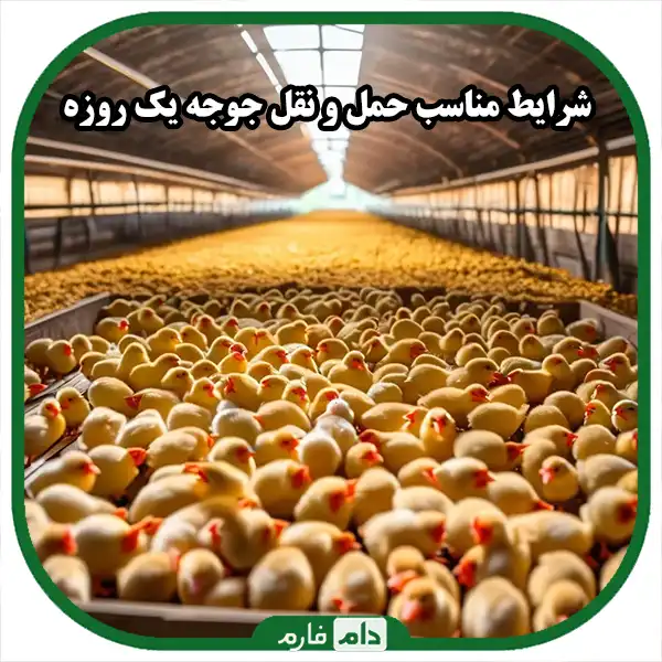 The-golden-secrets-of-transporting-one-day-old-chickens:-how-to-ensure-the-profitability-of-our-poultry-farm-with-basic-road-transport