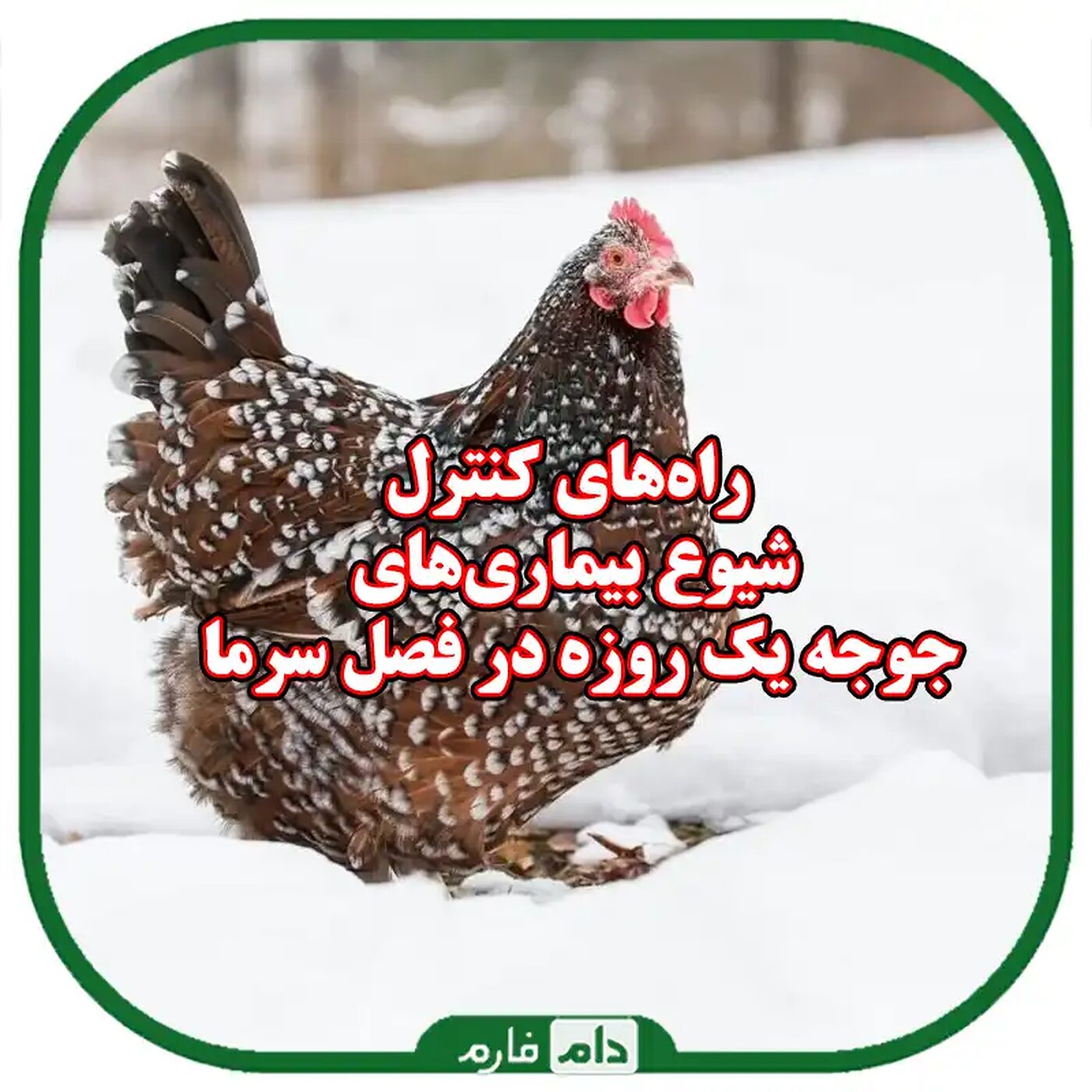 راه‌های_کنترل_بیماری‌های_جوجه_یک_روزه_در_فصل_سرما