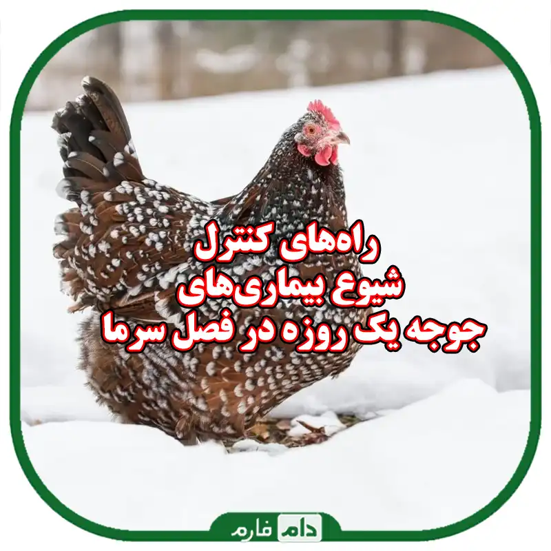 راه‌های_کنترل_بیماری‌های_جوجه_یک_روزه_در_فصل_سرما