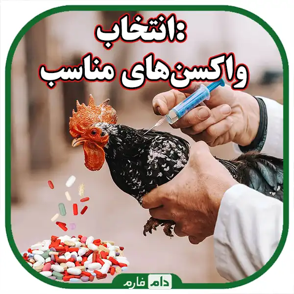 Ways-to-control-one-day-chicken-diseases-in-the-cold-season