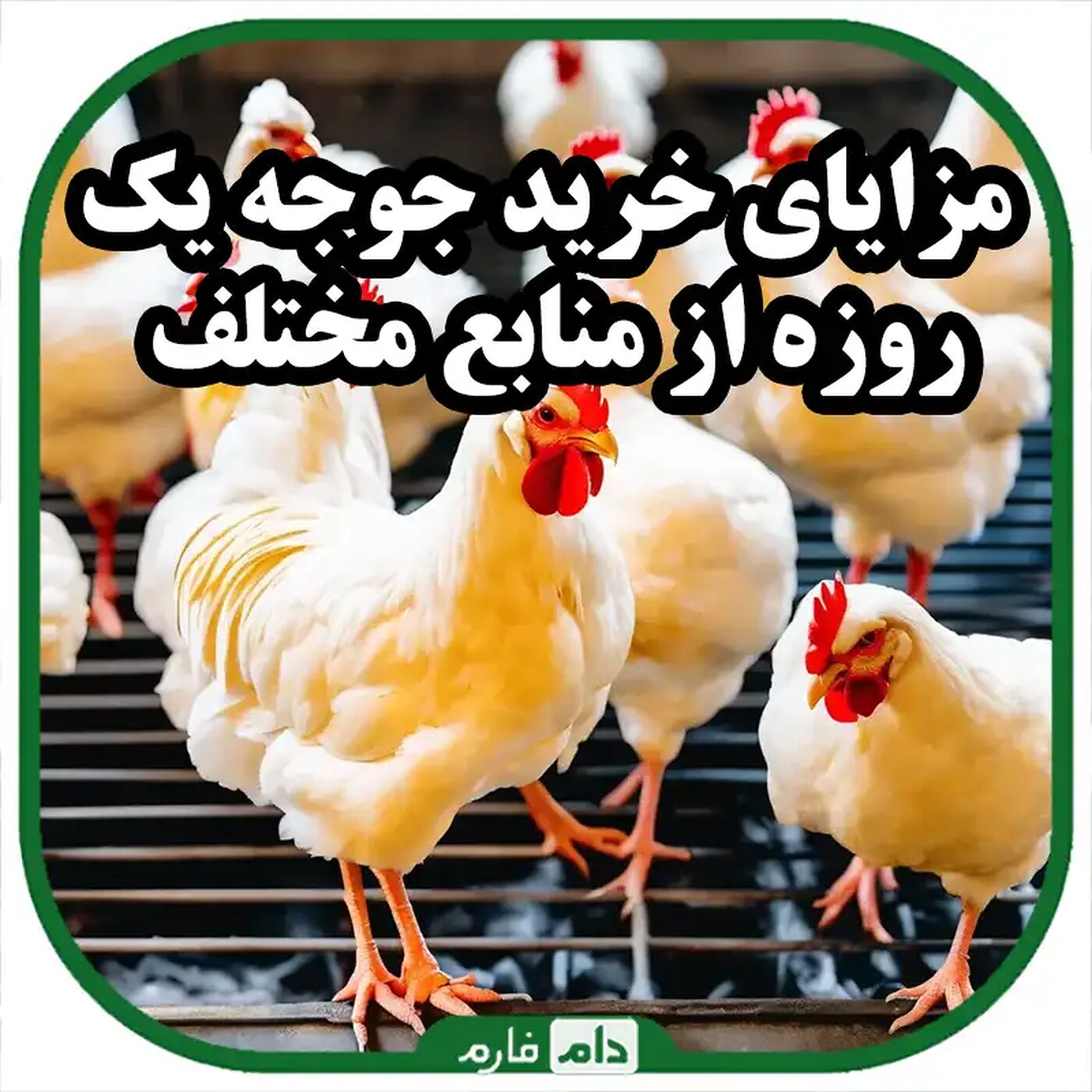 بررسی_مزایا_و_معایب_خرید_جوجه_یک_روزه_از_منابع_مختلف