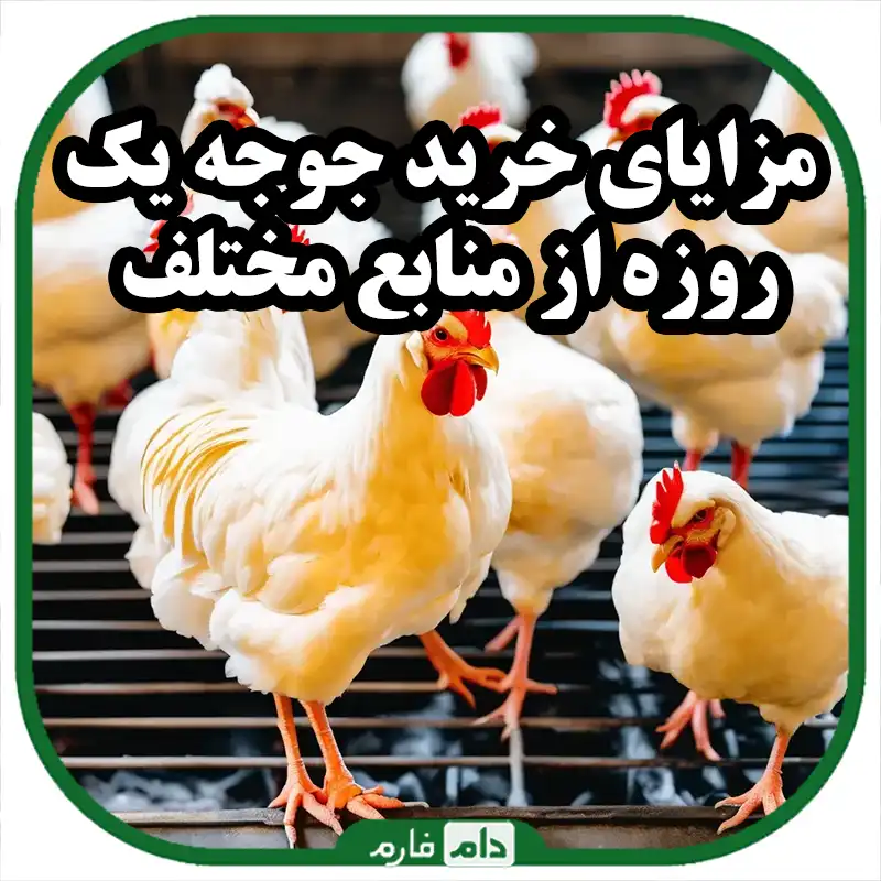 بررسی_مزایا_و_معایب_خرید_جوجه_یک_روزه_از_منابع_مختلف