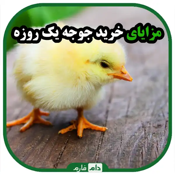 Investigating-the-advantages-and-disadvantages-of-buying-day-old-chicken-from-different-sources