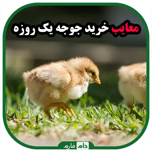 Investigating-the-advantages-and-disadvantages-of-buying-day-old-chicken-from-different-sources