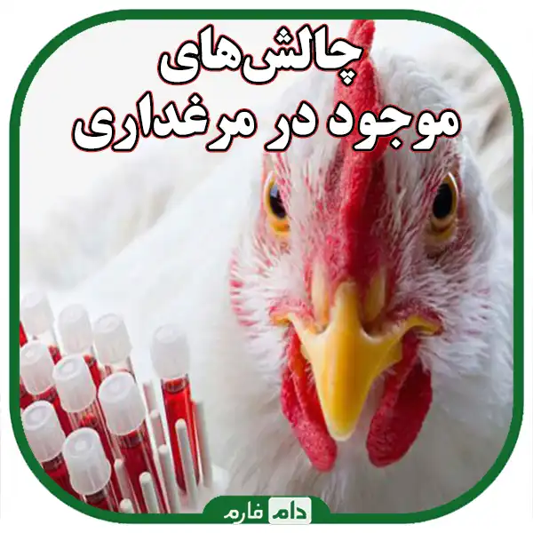 Rapid-diagnosis-of-disease-in-day-old-chicks-with-the-help-of-technology