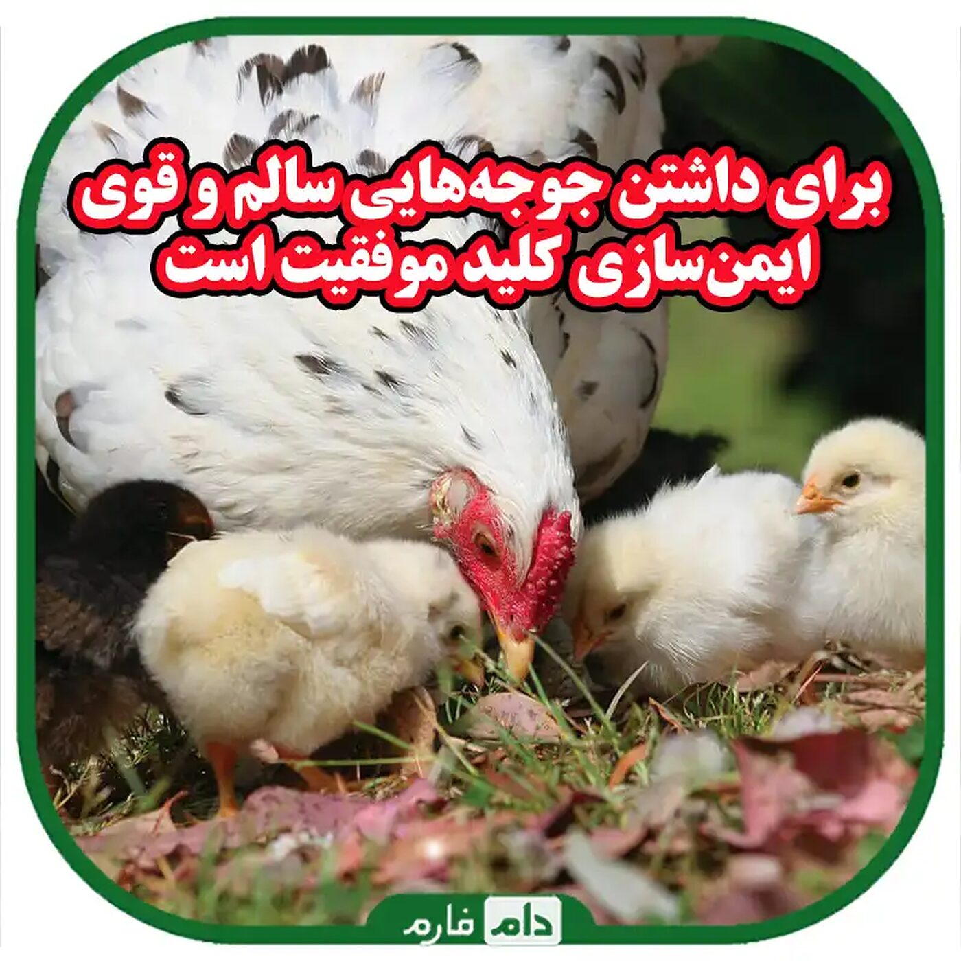 راهنمای_کامل_ایمن‌سازی_جوجه_یک_روزه_در_برابر_بیماری‌ها_:_نکات_و_روش‌های_کلیدی