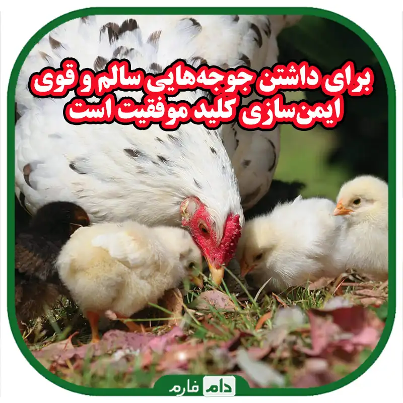 راهنمای_کامل_ایمن‌سازی_جوجه_یک_روزه_در_برابر_بیماری‌ها_:_نکات_و_روش‌های_کلیدی
