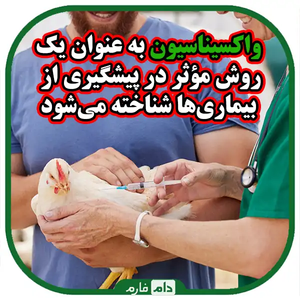 A-complete-guide-to-immunizing-day-old-chicks-against-diseases