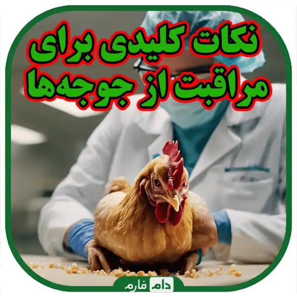 A-complete-guide-to-immunizing-day-old-chicks-against-diseases