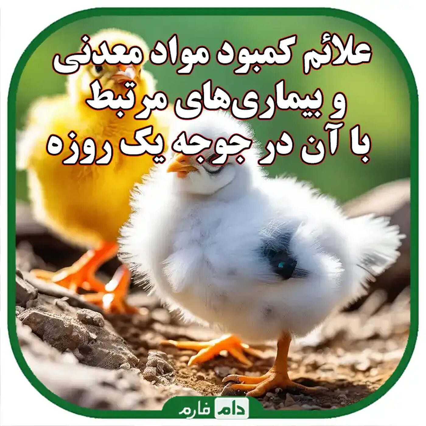 علائم_کمبود_مواد_معدنی_و_بیماری‌های_مرتبط_با_آن_در_جوجه_یک_روزه__