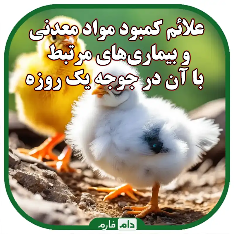 علائم_کمبود_مواد_معدنی_و_بیماری‌های_مرتبط_با_آن_در_جوجه_یک_روزه__