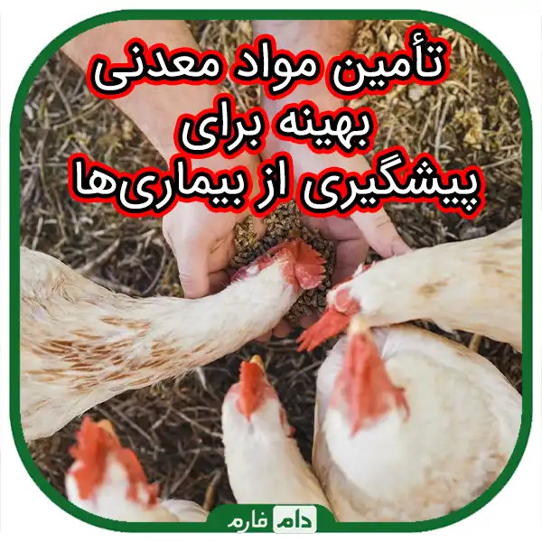 Mineral-complexes-and-related-diseases-in-day-old-chicks