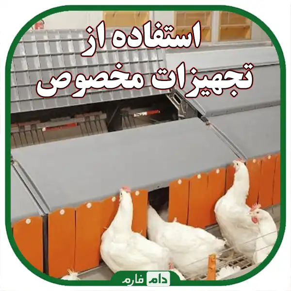How-to-quarantine-sick-one-day-old-chicks-and-prevent-disease-transmission
