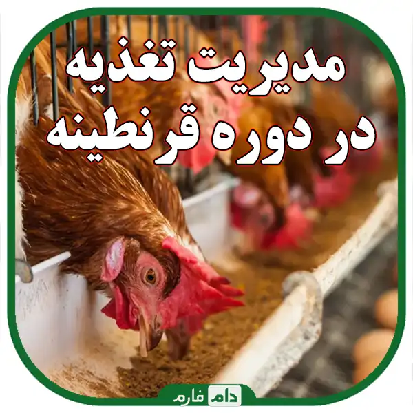 How-to-quarantine-sick-one-day-old-chicks-and-prevent-disease-transmission